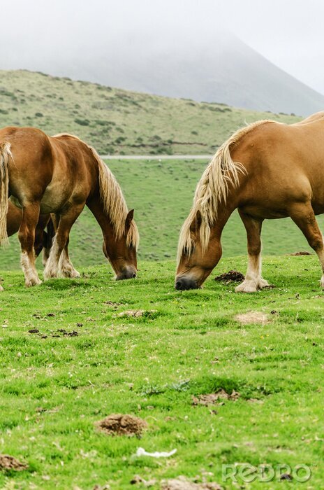 Fotobehang Wild paard op de achtergrond van een bergketen