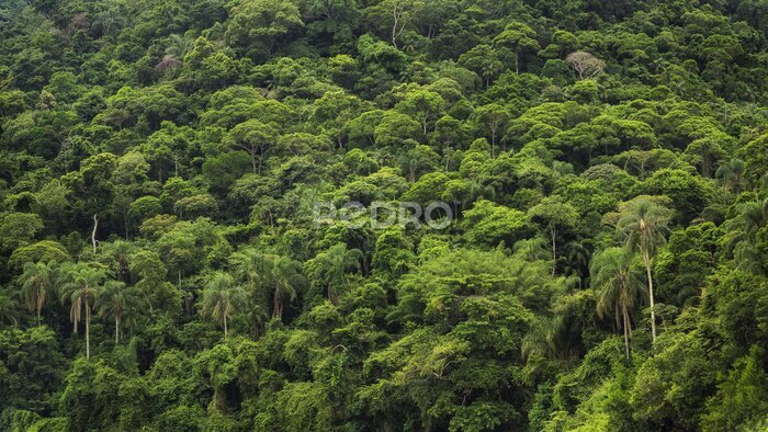 Fotobehang Wild regenwoud