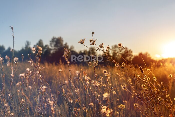 Fotobehang Wilde bloemen in de weide bij zonsondergang