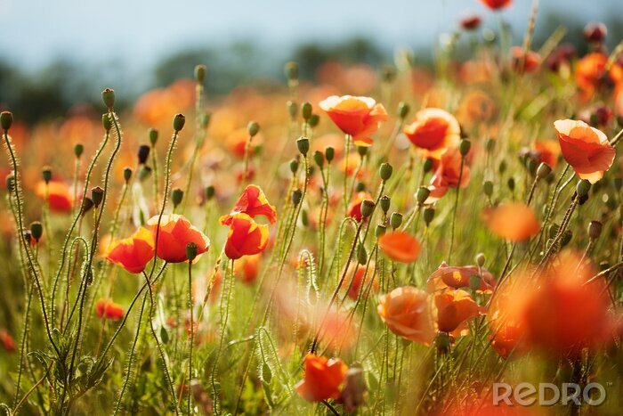 Fotobehang Wilde bloemen op een veld