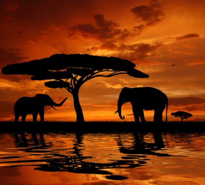 Fotobehang Wilde dieren in Afrika