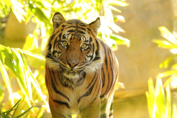 Fotobehang Wilde dieren in de jungle