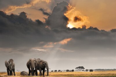 Fotobehang Wilde dieren op safari