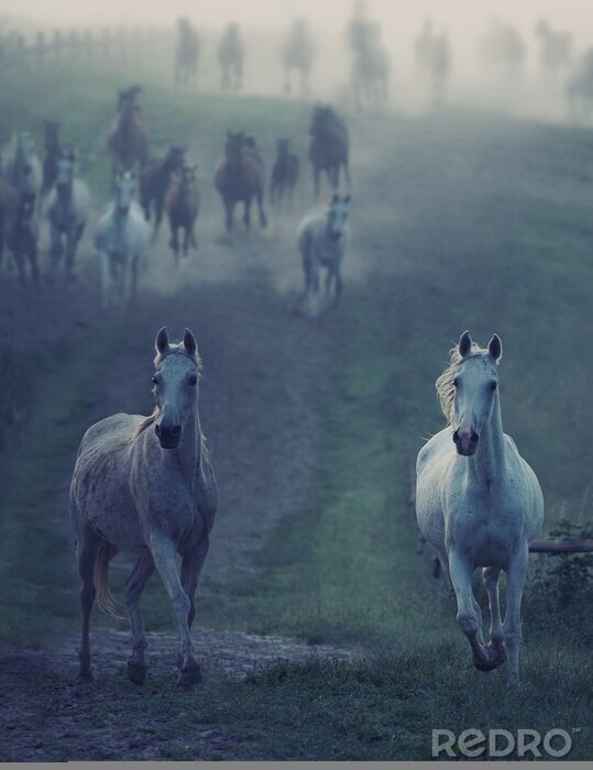 Fotobehang Wilde dieren rennen in het veld