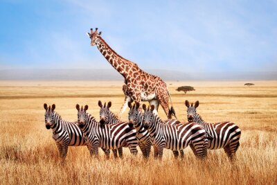 Fotobehang Wilde giraffen en zebra's in Tanzania