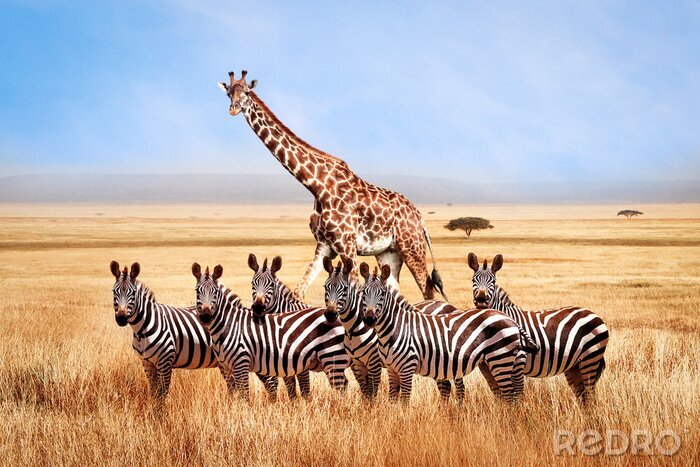 Fotobehang Wilde giraffen en zebra's in Tanzania
