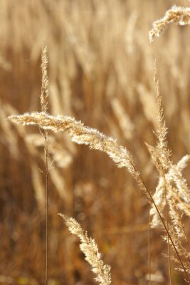 Fotobehang Wilde grassen als natuur