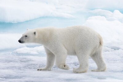 Wilde ijsbeer die in water op pakijs gaat in Noordpooloverzees