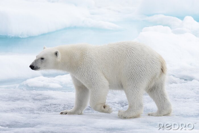 Fotobehang Wilde ijsbeer die in water op pakijs gaat in Noordpooloverzees