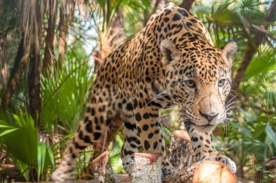 Fotobehang Wilde jaguar in de jungle