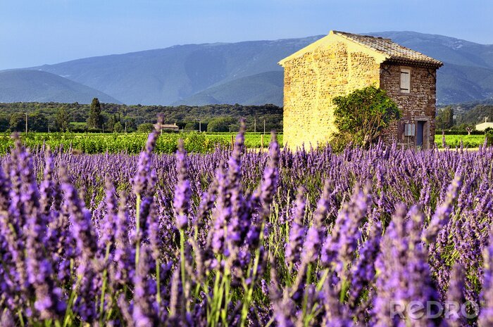 Fotobehang Wilde lavendel bij een boerderij