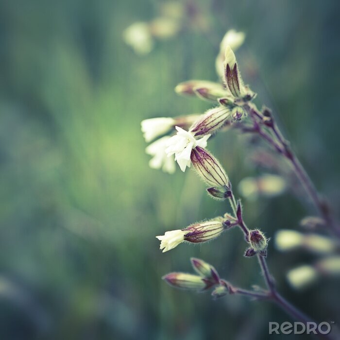 Fotobehang Wilde natuur in de wei