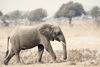 Fotobehang Wilde olifant op safari