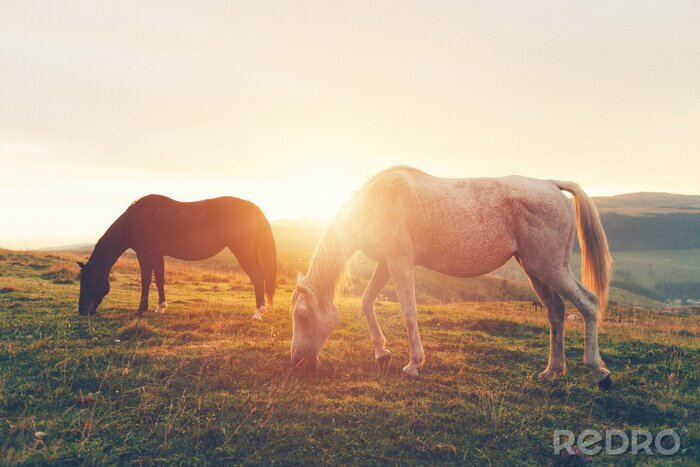 Fotobehang Wilde paarden grazen in de bergen
