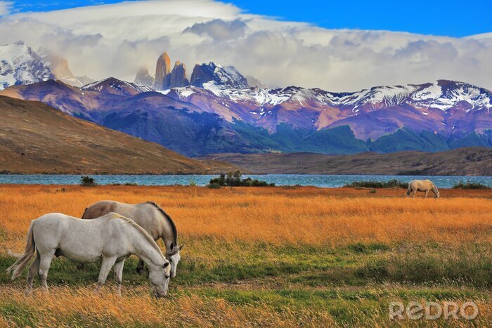 Fotobehang Wilde paarden in de steppen
