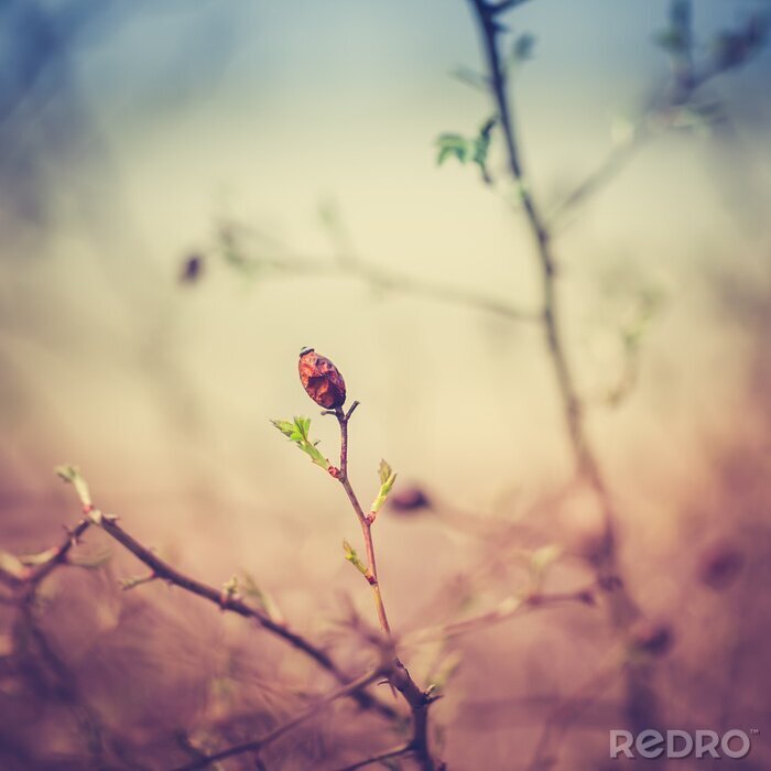 Fotobehang Wilde roos midden in de natuur