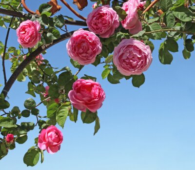 Fotobehang Wilde roos op een hemel achtergrond