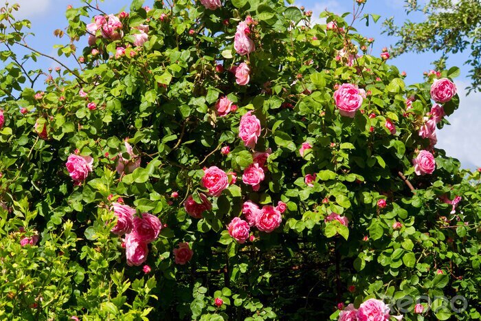 Fotobehang Wilde rozenstruik