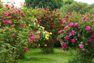 Wilde rozenstruiken in de tuin