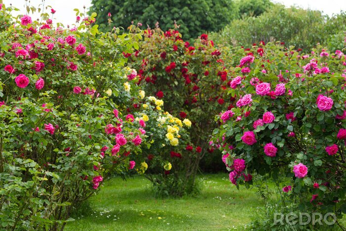 Fotobehang Wilde rozenstruiken in de tuin