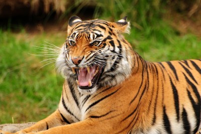 Fotobehang Wilde tijger laat zijn tanden zien