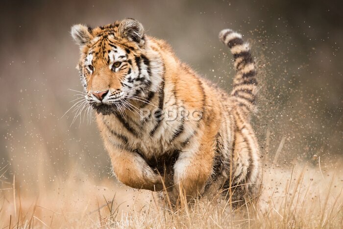 Fotobehang Wilde tijger op jacht