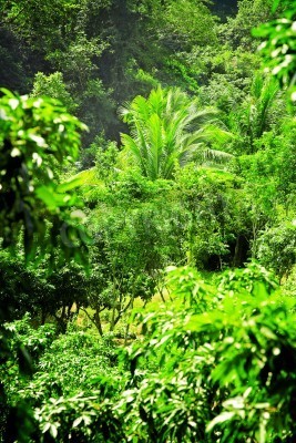 Fotobehang Wilde vegetatie in de jungle