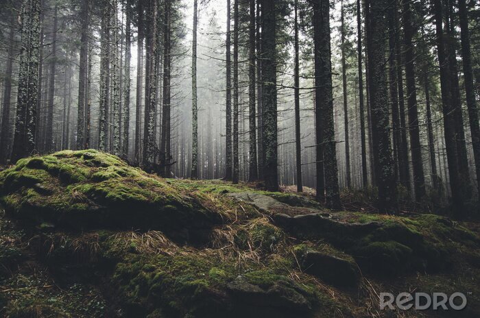 Fotobehang wildernis landschap bos met pijnbomen en mos op de rotsen