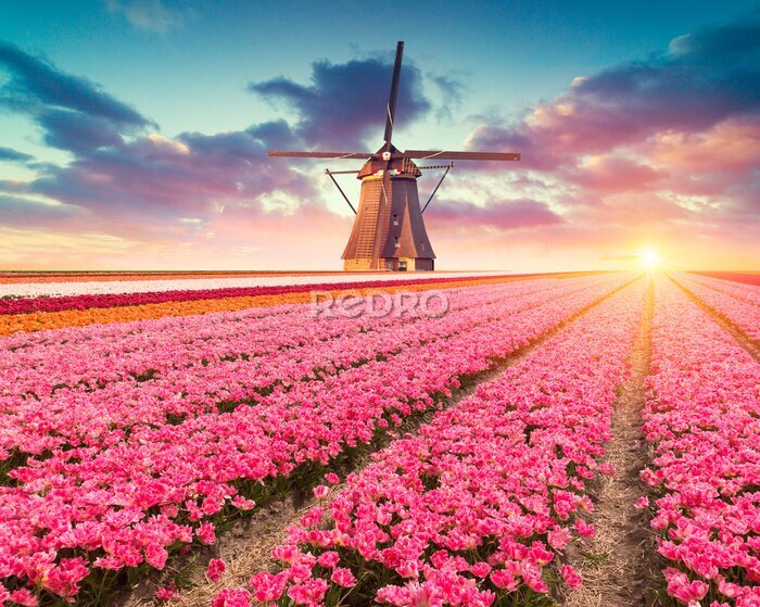 Fotobehang Windmolen in een veld met tulpen