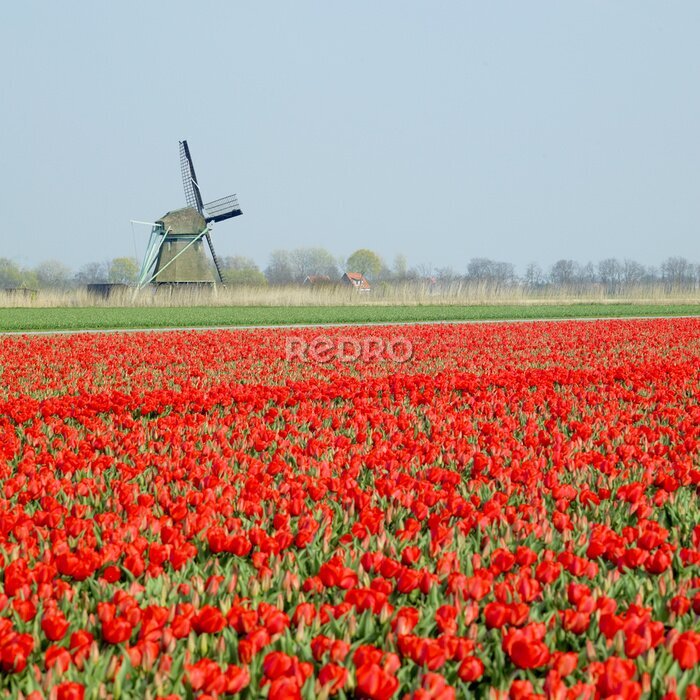 Fotobehang windmolen met tulp veld in de buurt van Ooster Egalementsloot kanaal, Neth