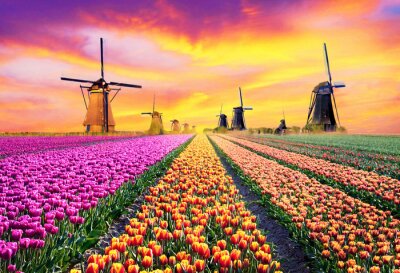 Fotobehang Windmolens bij een kleurrijk tulpenveld