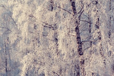 Fotobehang Winter en natuur