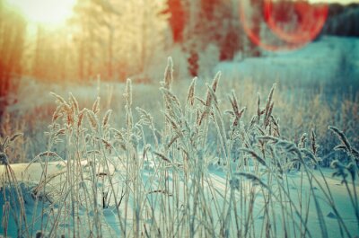 Fotobehang Winter natuur in de zon