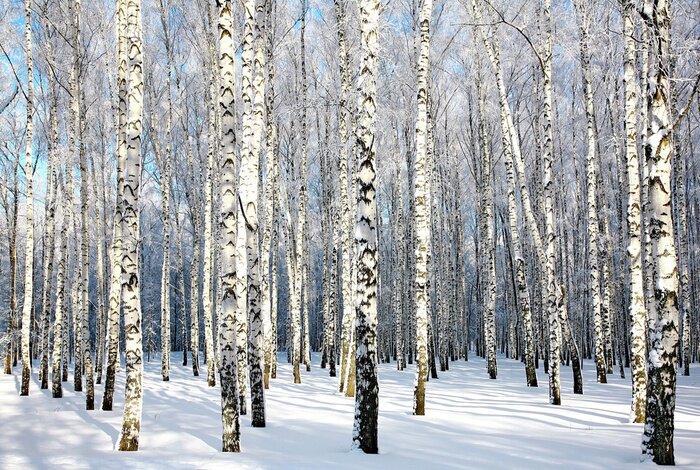 Fotobehang Winter zon en berkenbos