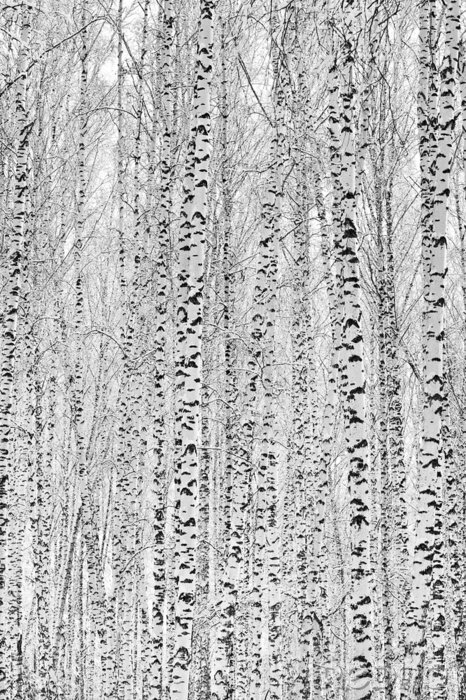 Fotobehang Winterberken 3D