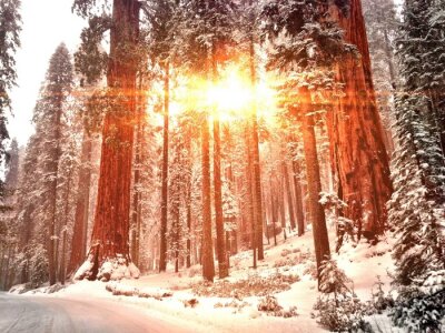 Fotobehang Winterbomen en zon