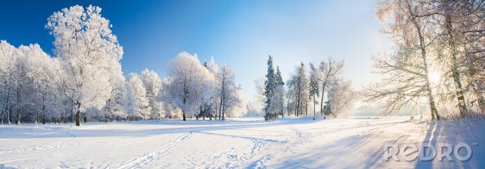 Fotobehang Winterbomen in het park