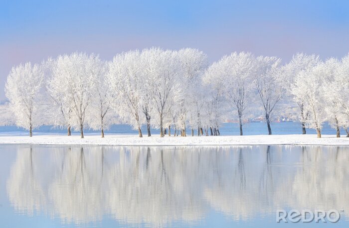 Fotobehang Winterbomen reflecteren in het meer