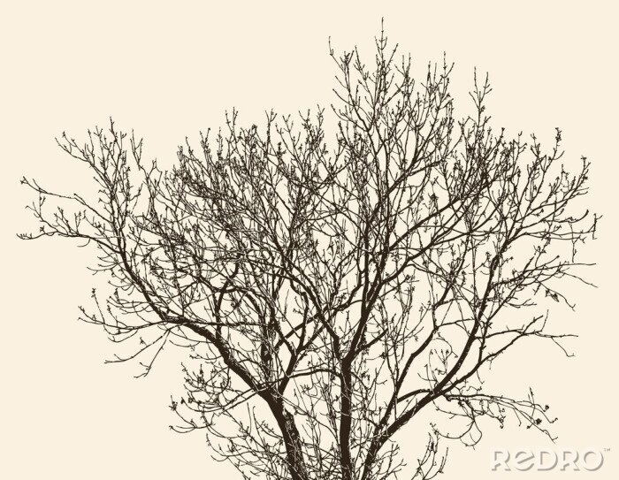 Fotobehang Winterboom