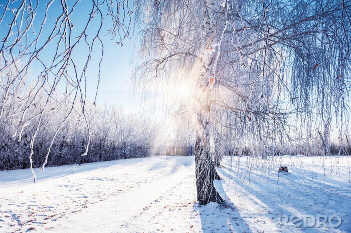 Fotobehang Winterlandschap en berken