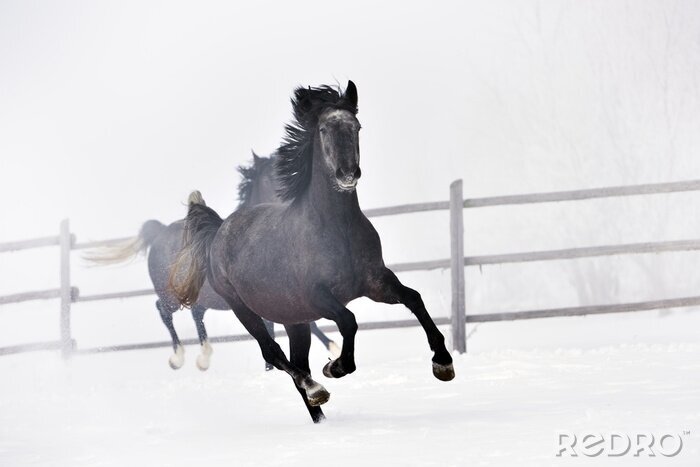 Fotobehang Winterlandschap met paarden