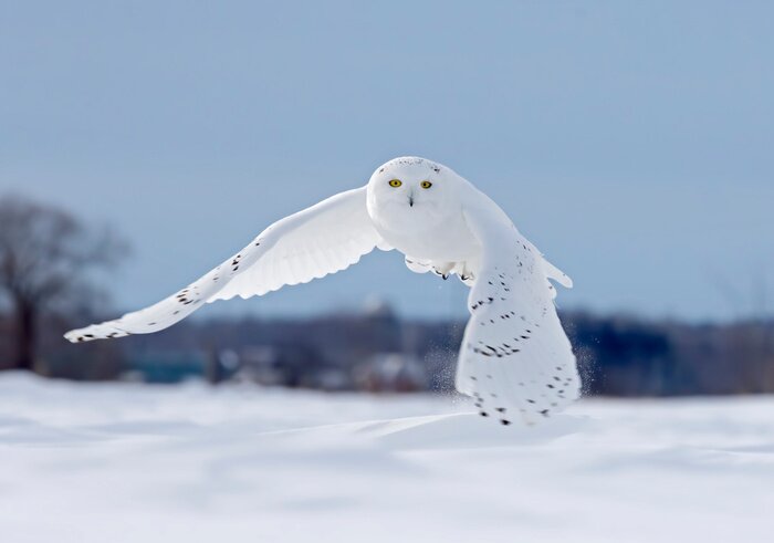 Fotobehang Winterlandschap met vliegende uil