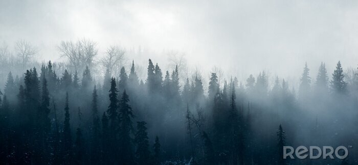 Fotobehang Winterochtend in het bos