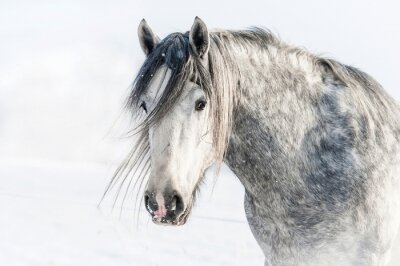 Fotobehang Winterportret van een paard