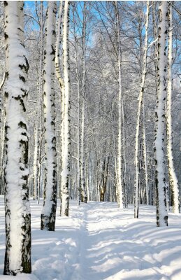 Fotobehang Winterweg door een berkenbos