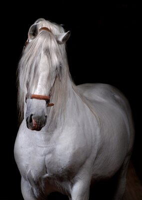 Fotobehang Wit Andalusisch paard