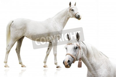 Fotobehang Wit Arabisch paard