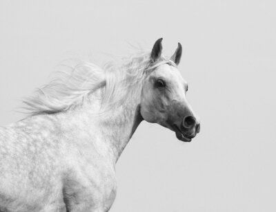 Fotobehang Wit Arabisch paard in beweging