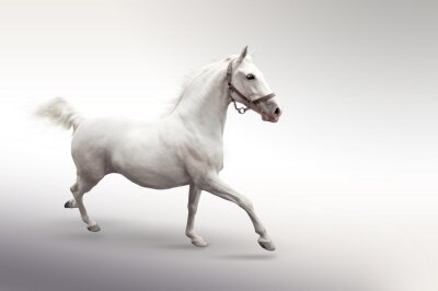 Fotobehang Wit bewegend paard