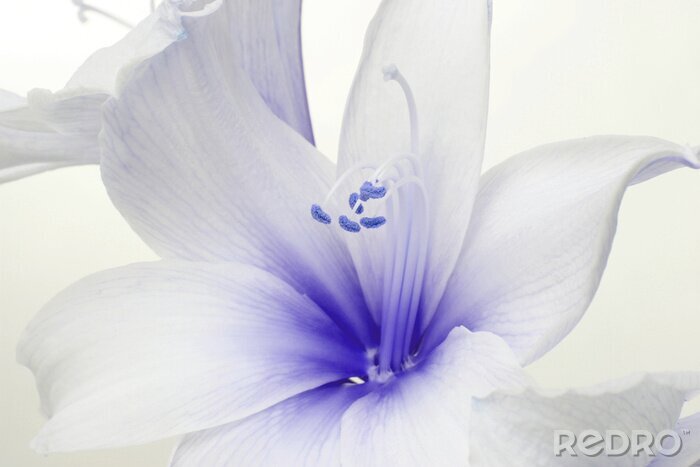 Fotobehang Wit-blauwe bloem